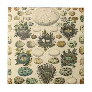  vogeleieren met nestkunst tegeltje