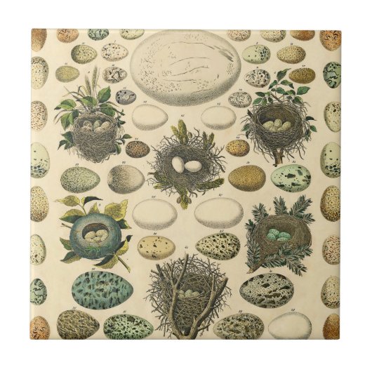  vogeleieren met nestkunst tegeltje (Voorkant)