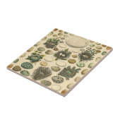  vogeleieren met nestkunst tegeltje (Zijkant)