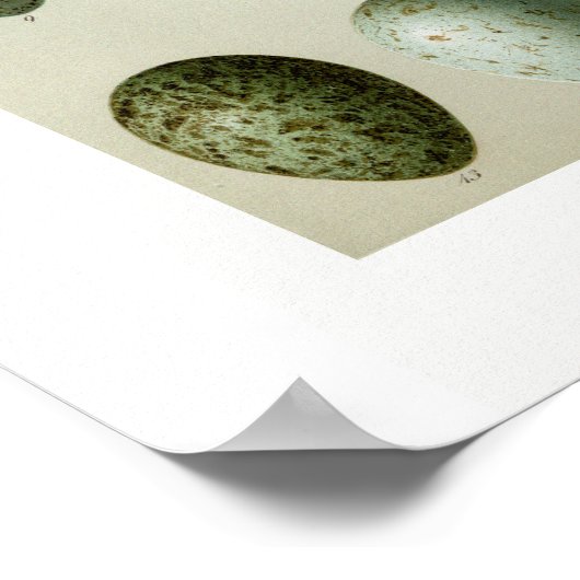 Vogeleieren Poster (Hoek)