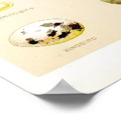 Vogeleieren — Vintage Poster (Hoek)