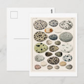 VOGELEITEN KUNNEN IN HET BRIEFKAART WORDEN GEKEKT (Voorkant / Achterkant)