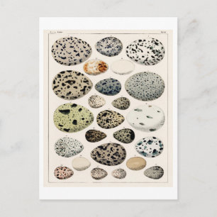 VOGELEITEN KUNNEN IN HET BRIEFKAART WORDEN GEKEKT