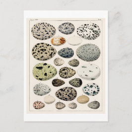  VOGELEITEN KUNNEN IN HET BRIEFKAART WORDEN GEKEKT