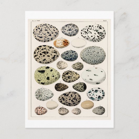 VOGELEITEN KUNNEN IN HET BRIEFKAART WORDEN GEKEKT (Voorkant)