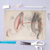 Vogelflamingo ephemera decoupage tissuepapier (Craft)