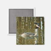 Vogelfoto/Crested Grebe/Vogelliefhebber Magne Magneet (Voorkant / Achterkant)