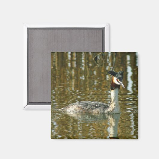 Vogelfoto/Crested Grebe/Vogelliefhebber Magne Magneet (Voorkant / Achterkant)