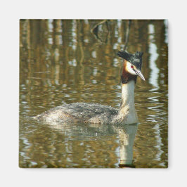 Vogelfoto/Crested Grebe/Vogelliefhebber Magne Magneet