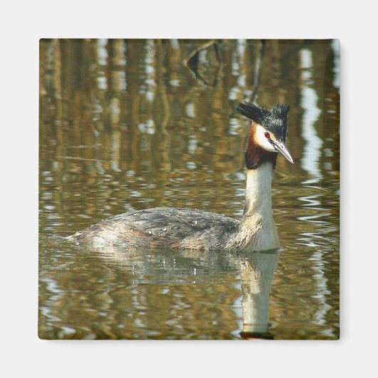 Vogelfoto/Crested Grebe/Vogelliefhebber Magne Magneet (Voorkant)