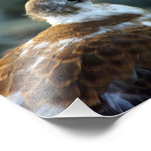 Vogelfoto/jonge meeuw/vogelliefhebber cadeau/ foto afdruk (Hoek)