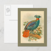  vogelfoto, kleurrijke foto van fazant briefkaart (Voorkant / Achterkant)