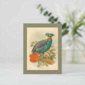  vogelfoto, kleurrijke foto van fazant briefkaart (Staand voorkant)