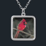 Vogelfoto van een rode kardinaal op een tak zilver vergulden ketting<br><div class="desc">Een prachtige natuur foto van een felrode noordelijke kardinaal neergestreken op een boomtak.</div>