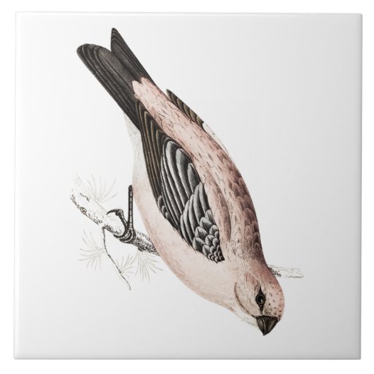 vogelfoto van Pine Grossbeak Song Bird Tegeltje (Voorkant)