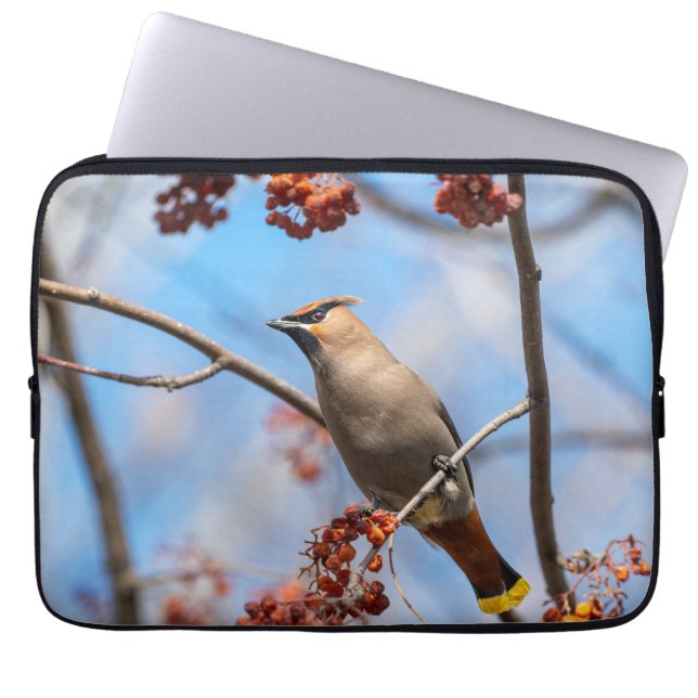 Vogelfotografie, Bohemian Waxwing Laptop Sleeve (Voorkant)