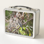 Vogelfotografie, Canadese Bohemian Waxwing (Voorkant)