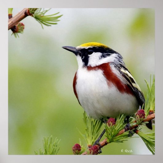 Vogelgeel Poster (Voorkant)