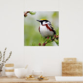 Vogelgeel Poster (Keuken)