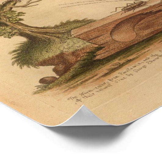  vogelgele cricketafdruk poster (Hoek)