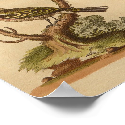 vogelgele rode afdrukken poster (Hoek)