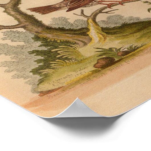  vogelgele rode afdrukken poster (Hoek)