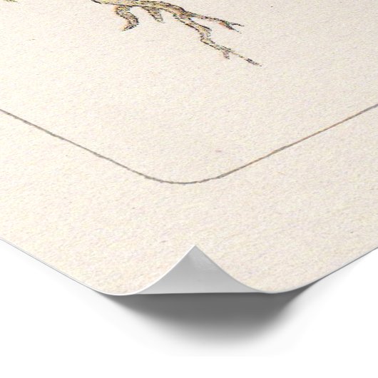 Vogelgravures Poster (Hoek)