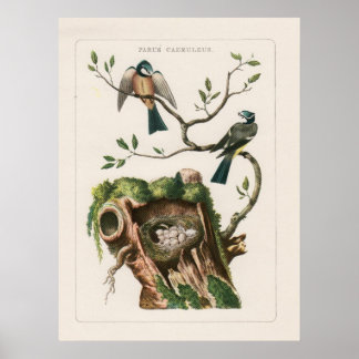 Vogelgravures Poster