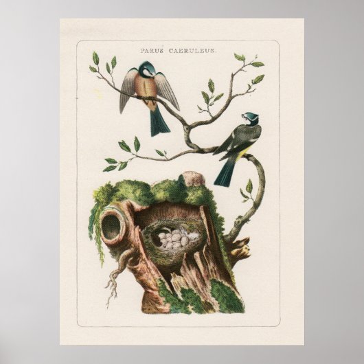 Vogelgravures Poster (Voorkant)