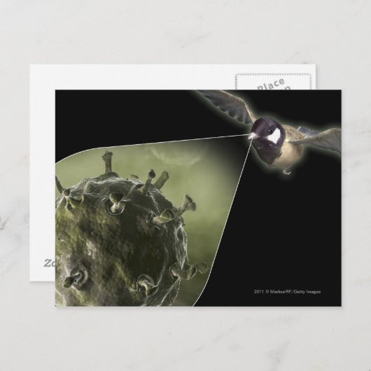 Vogelgriep uit de vogel briefkaart (Voorkant / Achterkant)