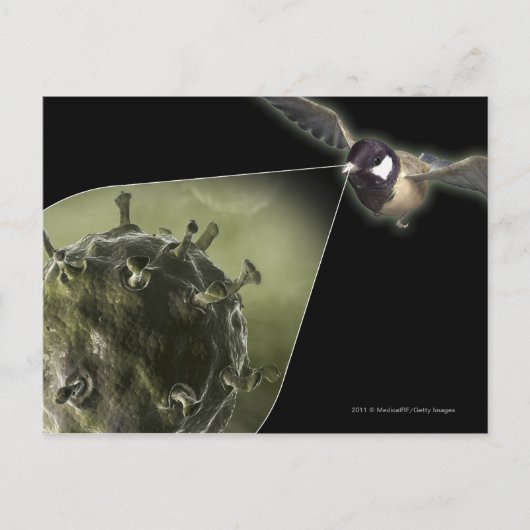 Vogelgriep uit de vogel briefkaart (Voorkant)