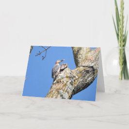 Vogelhoudend Collectie: Woodpecker (blanco noten) Kaart