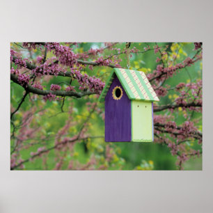 Vogelhuisje In Een Judasboom Poster