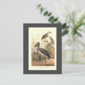  vogelillustratie bootschoen Bill Heron Briefkaart (Staand voorkant)