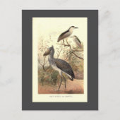  vogelillustratie bootschoen Bill Heron Briefkaart (Voorkant)
