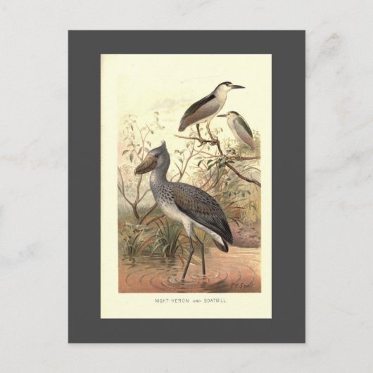  vogelillustratie bootschoen Bill Heron Briefkaart (Voorkant)