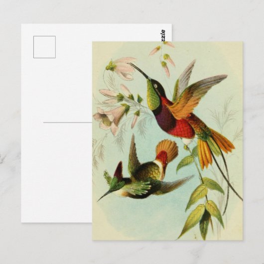  vogelillustratie briefkaart (Voorkant / Achterkant)