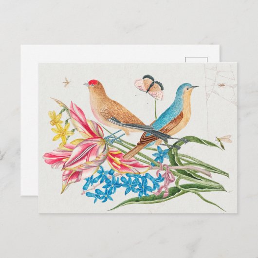  vogelillustratie briefkaart (Voorkant / Achterkant)