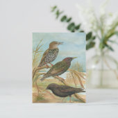 vogelillustratie briefkaart (Staand voorkant)