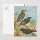 vogelillustratie briefkaart (Voorkant / Achterkant)