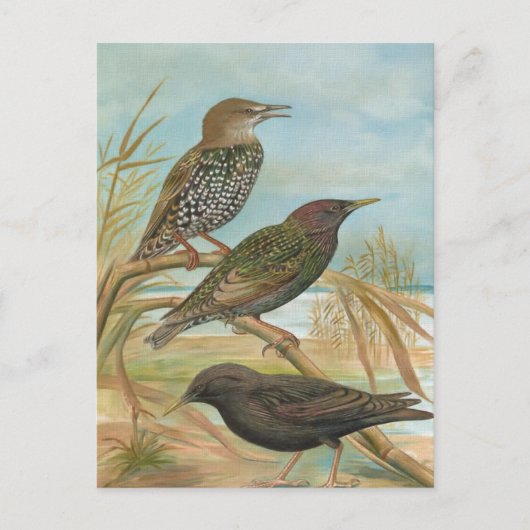 vogelillustratie briefkaart (Voorkant)