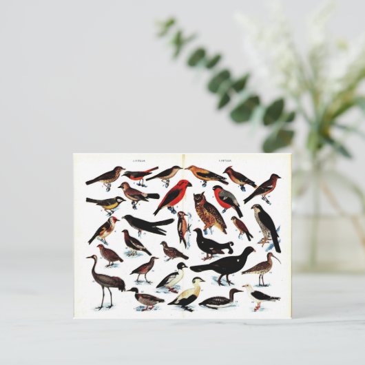 vogelillustratie briefkaart (Staand voorkant)