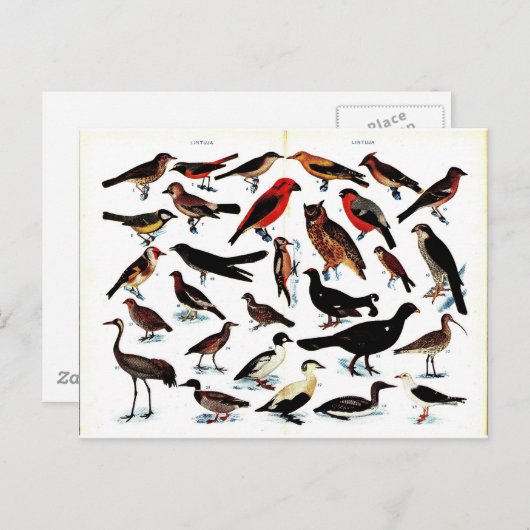  vogelillustratie briefkaart (Voorkant / Achterkant)