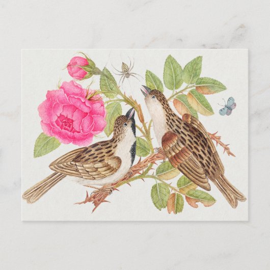  vogelillustratie briefkaart (Voorkant)