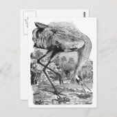 vogelillustratie | BW | Hele kraan Briefkaart (Voorkant / Achterkant)