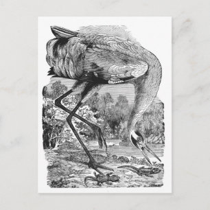 vogelillustratie BW Hele kraan Briefkaart