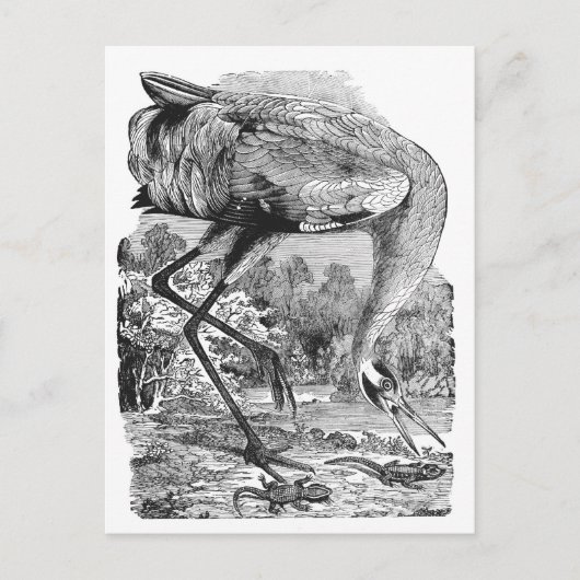 vogelillustratie | BW | Hele kraan Briefkaart (Voorkant)