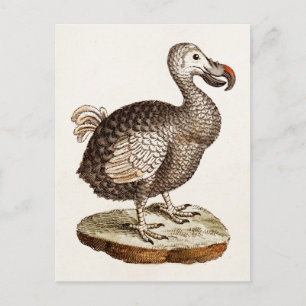  vogelillustratie Dodo Bird 1700s Dodo Birds Briefkaart