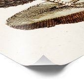  vogelillustratie Dodo Bird 1700s Dodo Birds Foto Afdruk (Hoek)