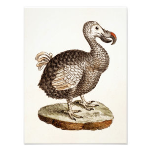  vogelillustratie Dodo Bird 1700s Dodo Birds Foto Afdruk